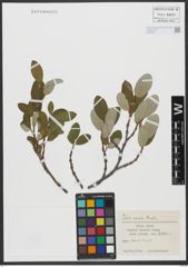 Foto von Salix vestita Pursh